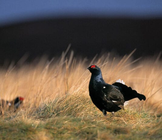 Whisky brand for the birds Abernethy whisky