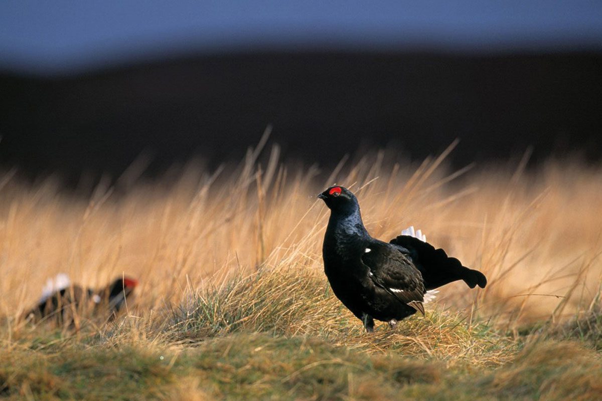 Abernethy birds