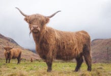 Highland cow