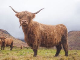 Health at the heart of QMS campaign Highland cow