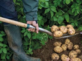 Unwashed spuds back on shelf Potatoes