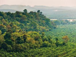 Protecting people and the planet Forest