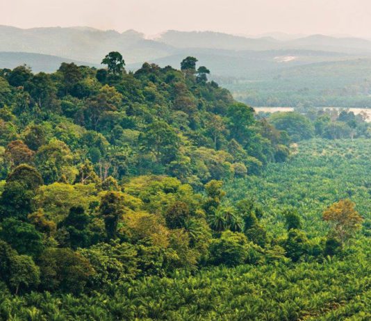 Protecting people and the planet Forest
