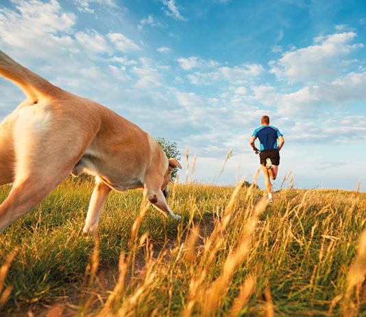Food fit for active dogs Skinners dog running