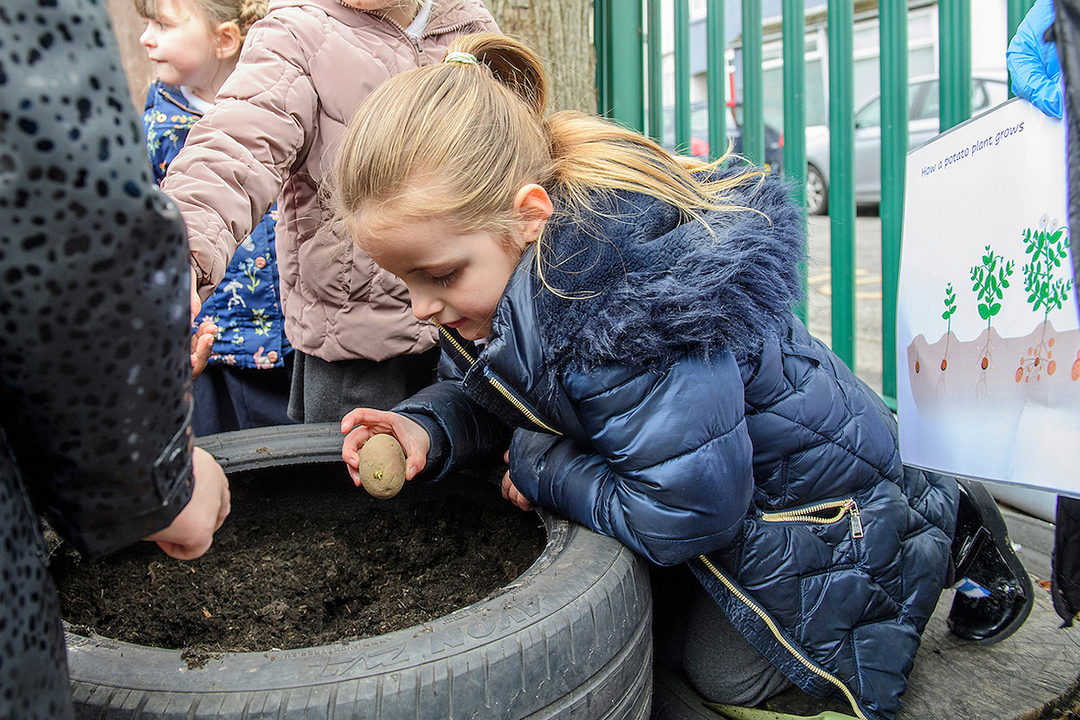 Colleagues from Branston Ltd have been helping pupils at Bracebridge Nursery and Infant School plant potatoes as part of the Grow your own Potatoes project.<br />Date: March 6, 2023
