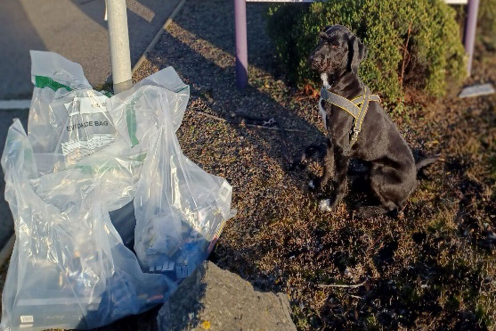 Tobacco sniffer dog Boo sits next to bags filled with illegal cigarettes.