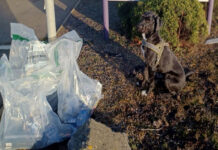 Tobacco sniffer dog Boo sits next to bags filled with illegal cigarettes.