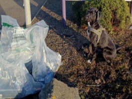 Illegal tobacco seized in the Highlands Tobacco sniffer dog Boo sits next to bags filled with illegal cigarettes.