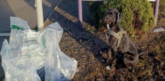 Tobacco sniffer dog Boo sits next to bags filled with illegal cigarettes.