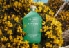 A bottle of Height of Arrows gin lies in a bush of yellow flowers.