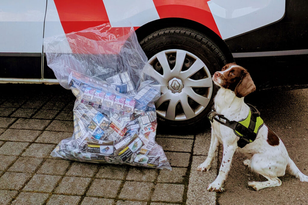 Tobacco sniffer dog Rosie sits in front of an Aberdeen City Council van with a bag of illegal tobacco products.