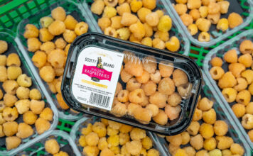 Punnets of Scotty Brand Golden Raspberries on a store shelf.