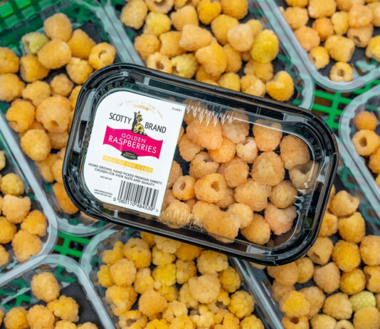 Scotty Brand brings rare Golden Raspberries to Asda stores Punnets of Scotty Brand Golden Raspberries on a store shelf.