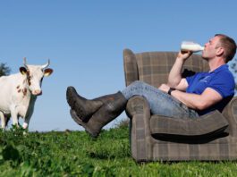 Mossgiel Farm expands with London distribution deal Bryce Cunningham, founder of Mossgiel Farm, sits on an armchair in a field drinking from a milk bottle with a cow to the left of him.