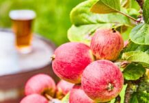 Find Your Cider campaign launches The UK cider industry is coming together to back a consumer campaign called Find Your Cider that aims to encourage cider drinkers to explore the breadth of the category and discover new styles to add to their favourites.