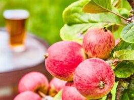 Find Your Cider campaign launches The UK cider industry is coming together to back a consumer campaign called Find Your Cider that aims to encourage cider drinkers to explore the breadth of the category and discover new styles to add to their favourites.