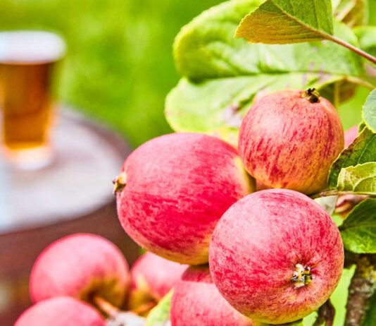 Find Your Cider campaign launches The UK cider industry is coming together to back a consumer campaign called Find Your Cider that aims to encourage cider drinkers to explore the breadth of the category and discover new styles to add to their favourites.