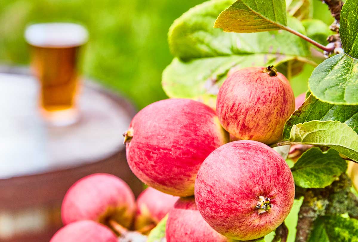 The UK cider industry is coming together to back a consumer campaign called Find Your Cider that aims to encourage cider drinkers to explore the breadth of the category and discover new styles to add to their favourites.
